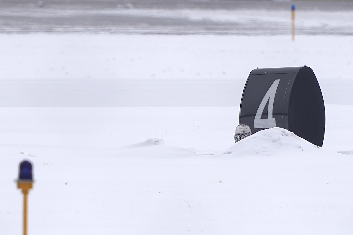 Snowy Owl - ML309115471