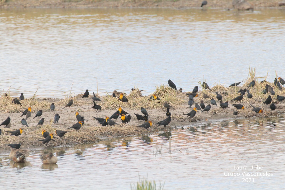 Yellow-headed Blackbird - Laura Elvia Uribe Lara