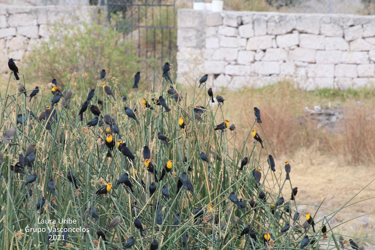 Yellow-headed Blackbird - Laura Elvia Uribe Lara