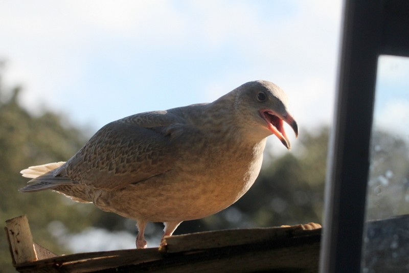 Glaucous Gull - Kris Webb