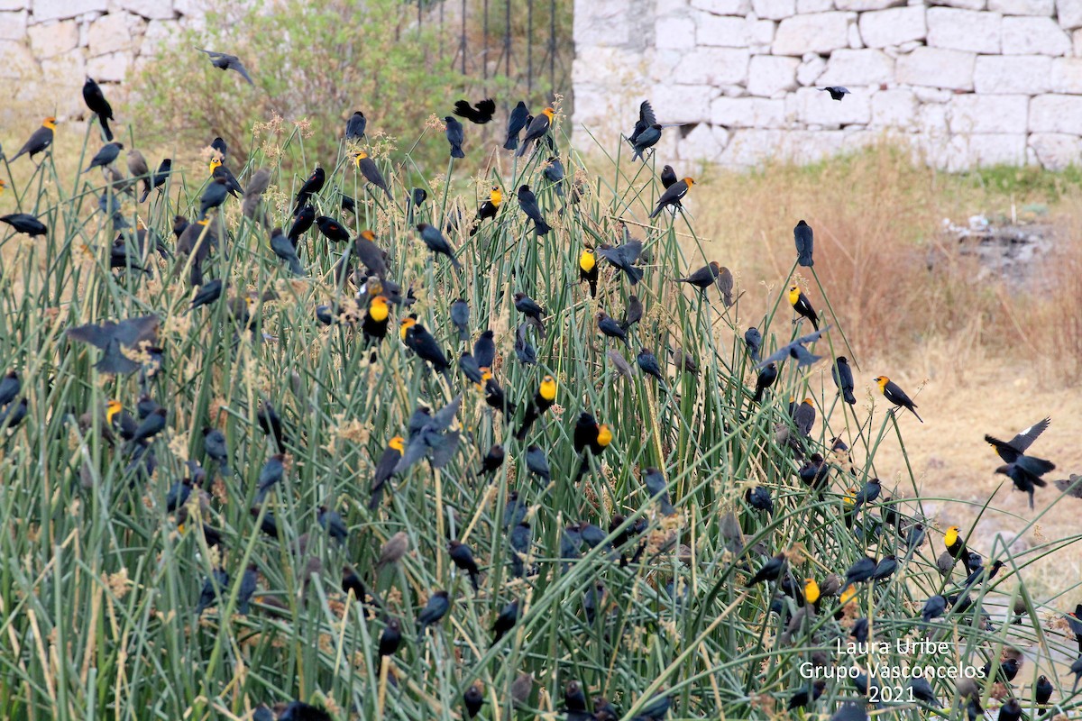 Yellow-headed Blackbird - Laura Elvia Uribe Lara
