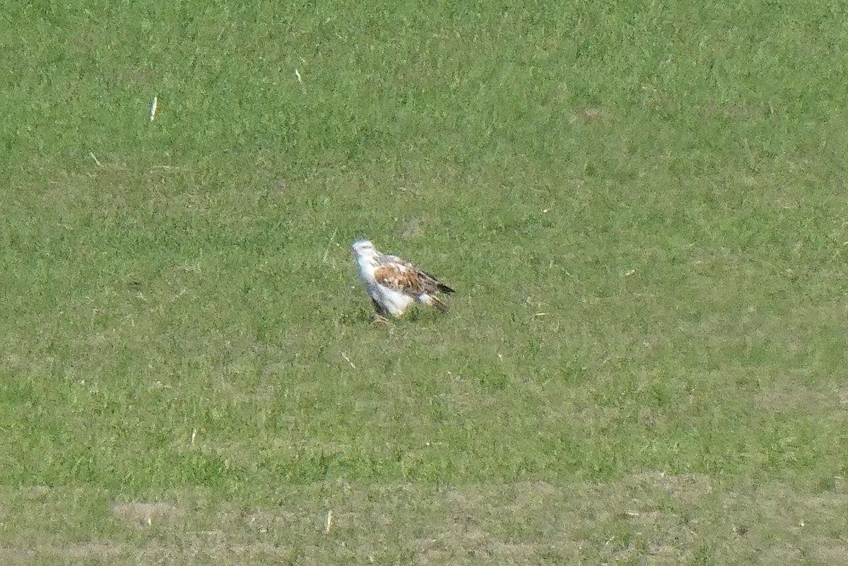 Ferruginous Hawk - ML309119251