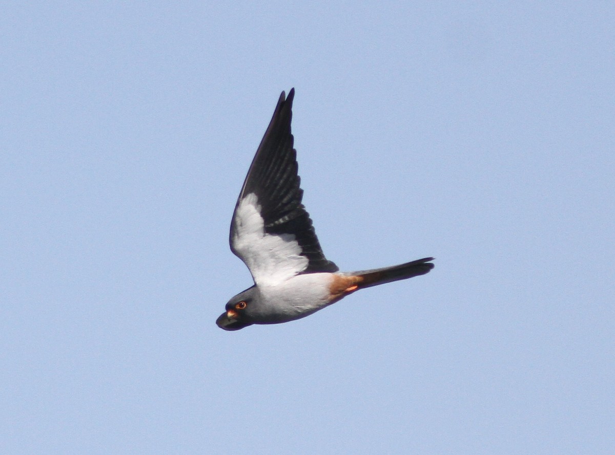 Amur Falcon - ML309120001