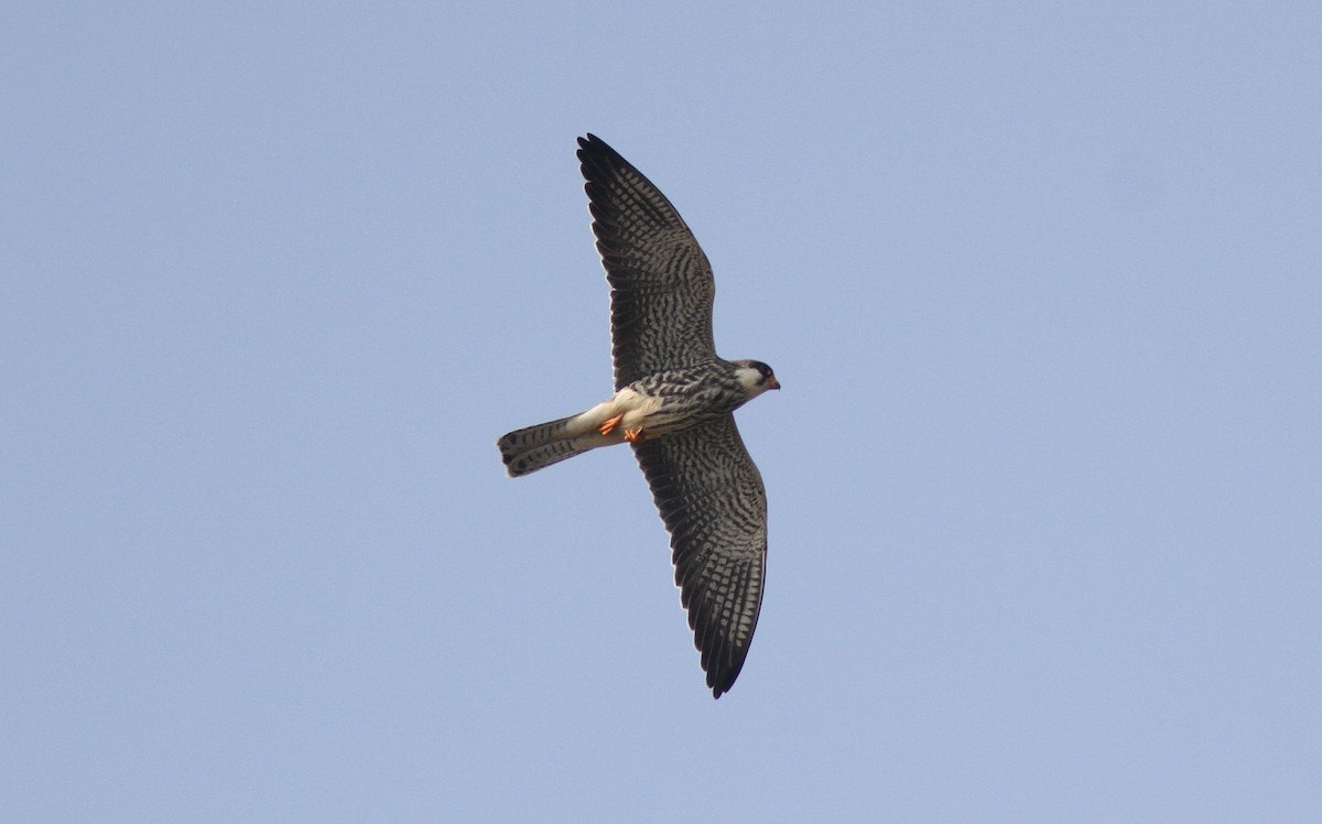 Amur Falcon - ML309120461