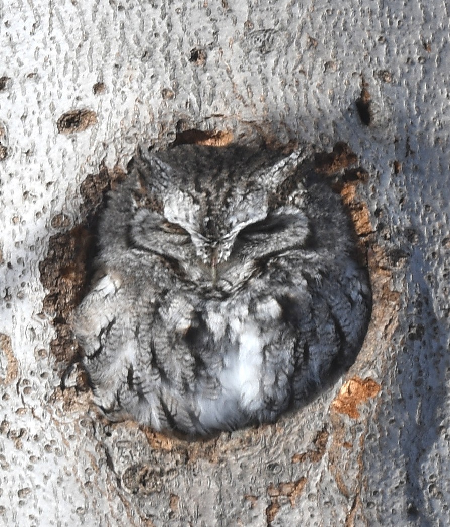 Eastern Screech-Owl - ML309121771