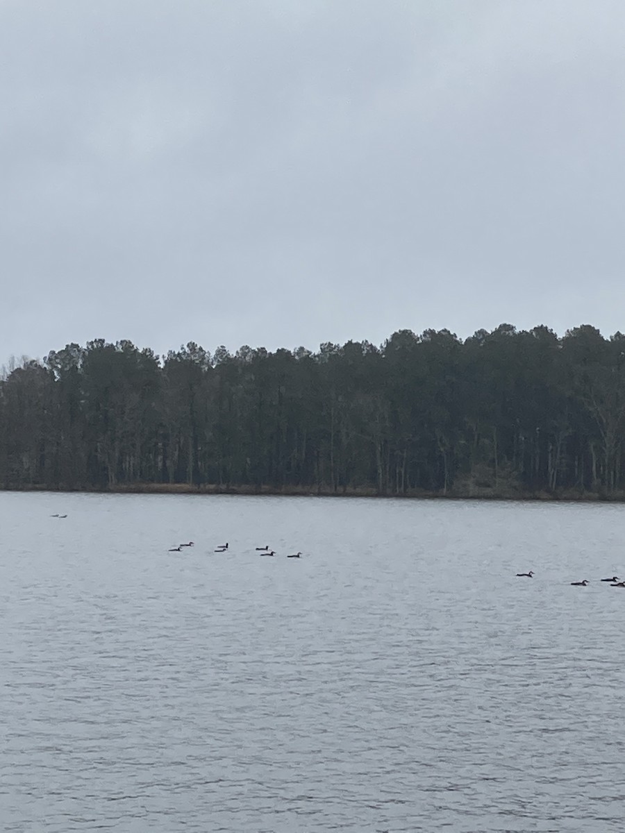 Common Loon - ML309122591