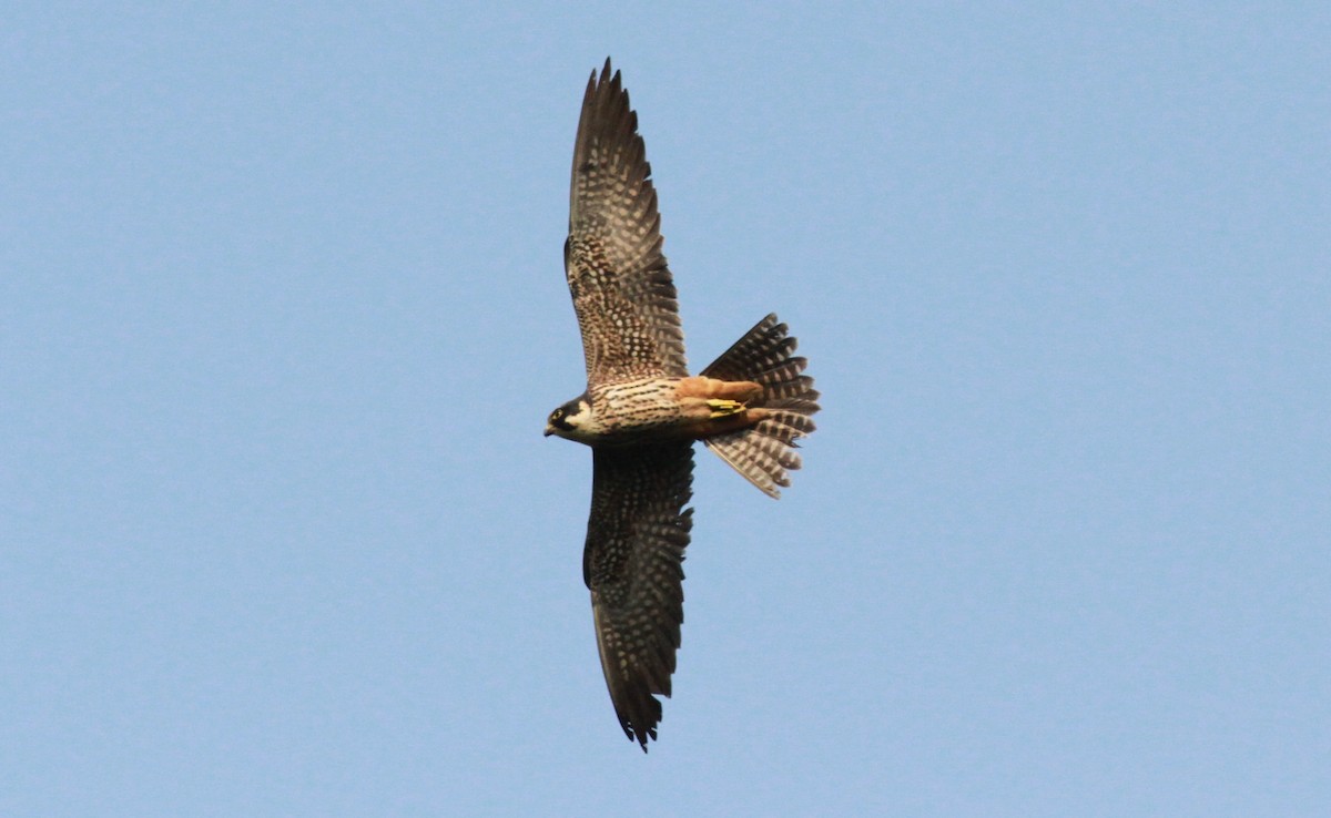 Eurasian Hobby - Tom Beeke