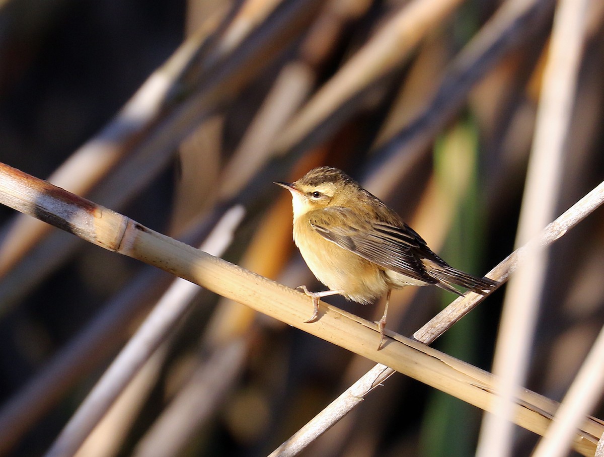 rákosník proužkovaný - ML309125421