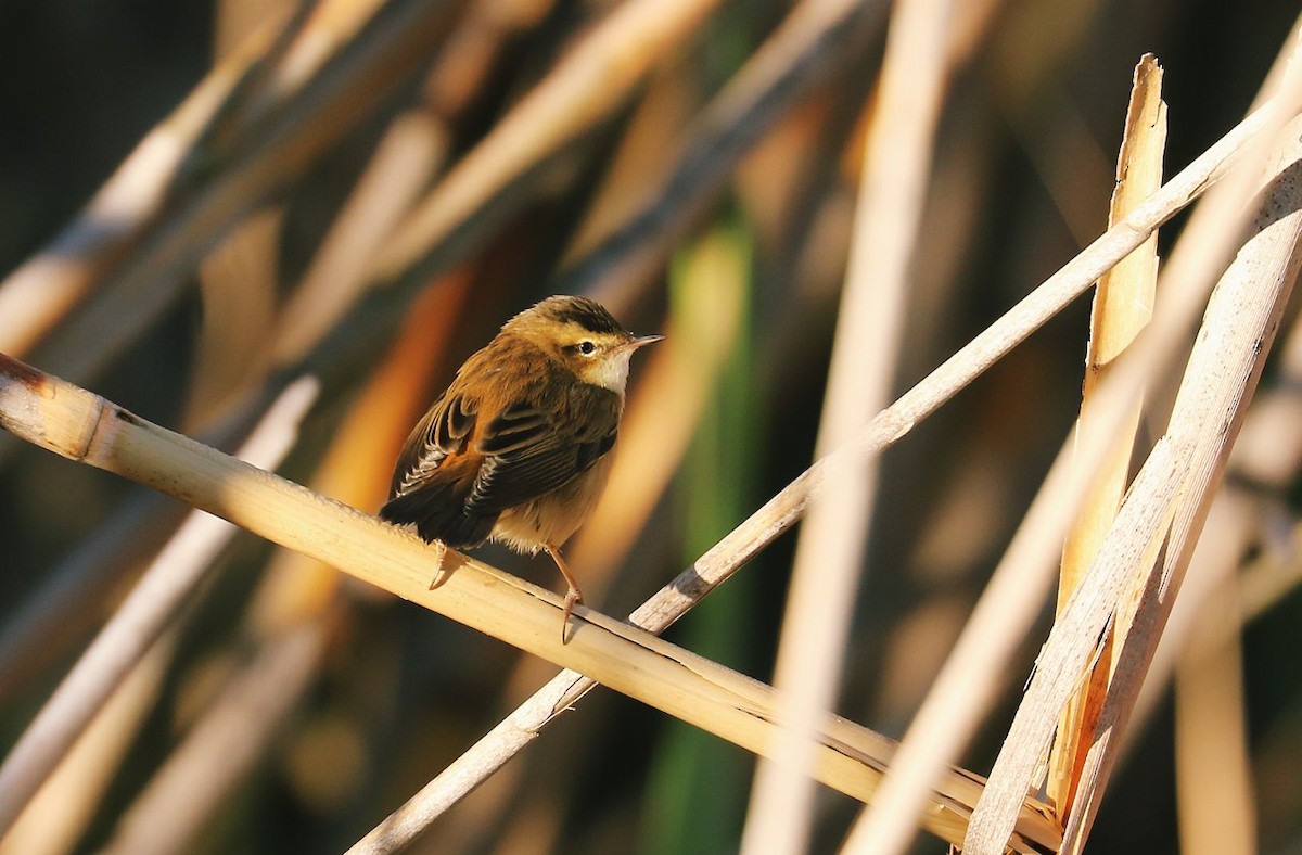 Sedge Warbler - ML309125441