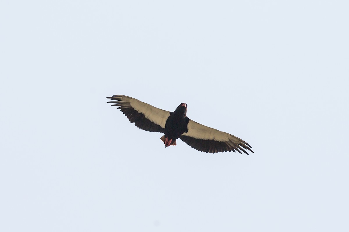 Bateleur - ML309125771