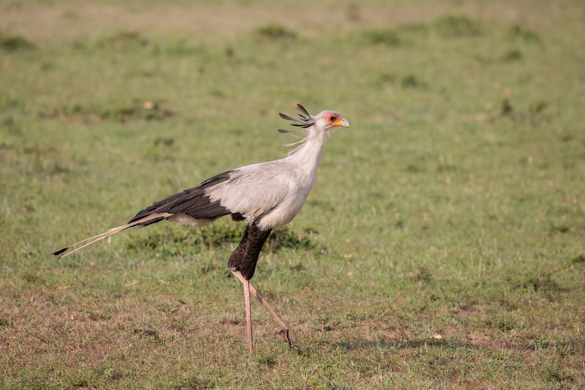 Secretarybird - ML309125881