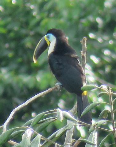 Channel-billed Toucan - Barb Thomascall