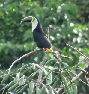 Channel-billed Toucan - Barb Thomascall