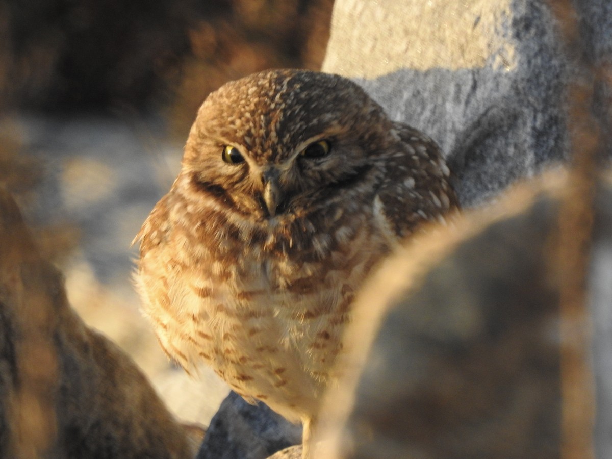 Burrowing Owl - ML309126721