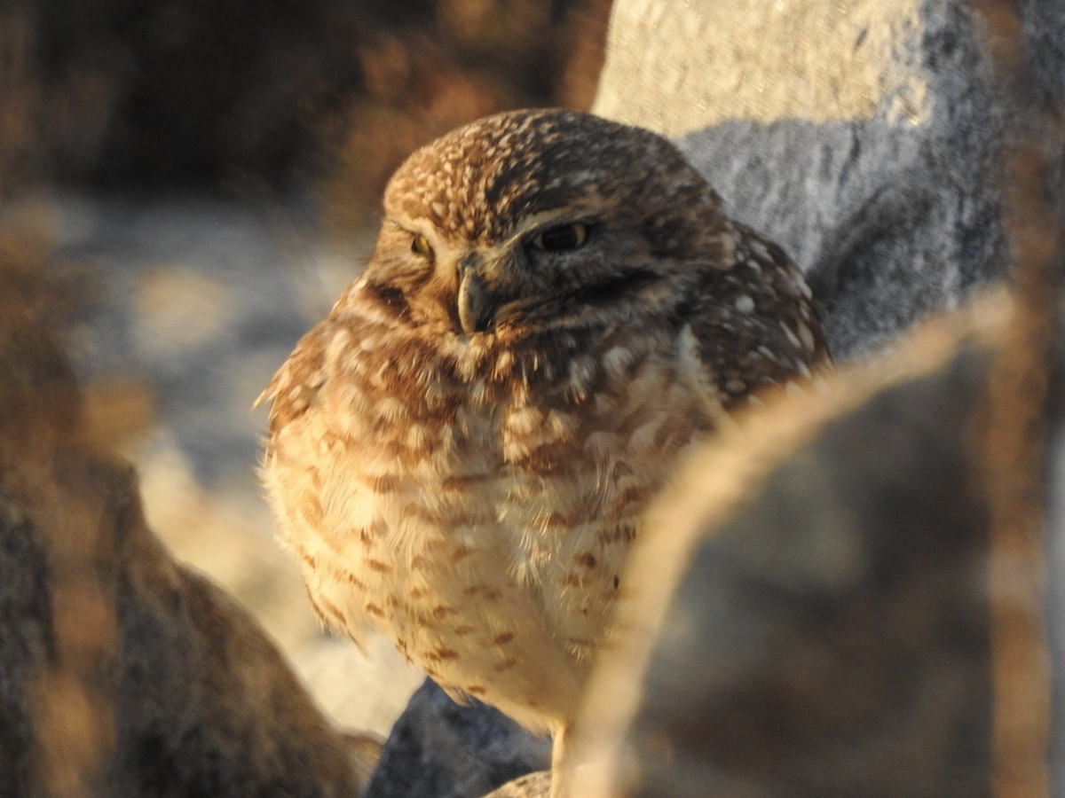 Burrowing Owl - ML309126731