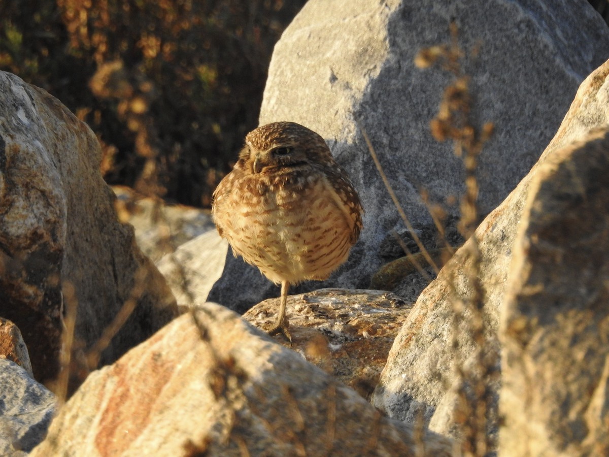 Burrowing Owl - ML309126761