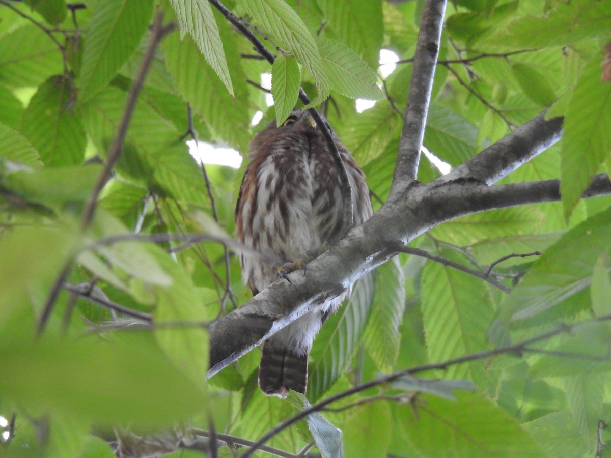 Ferruginous Pygmy-Owl - ML30912691