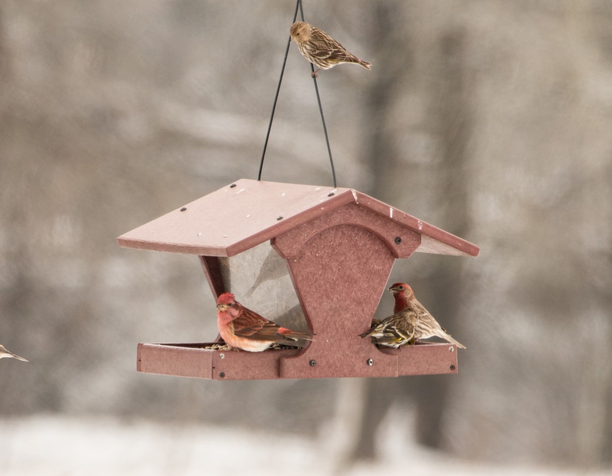 Purple Finch - ML309127871