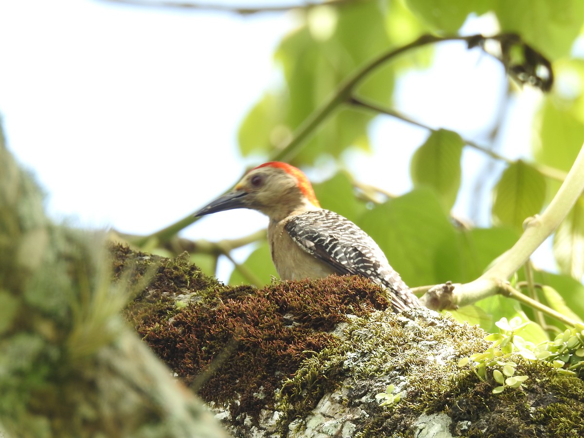 Golden-fronted Woodpecker - ML30912831