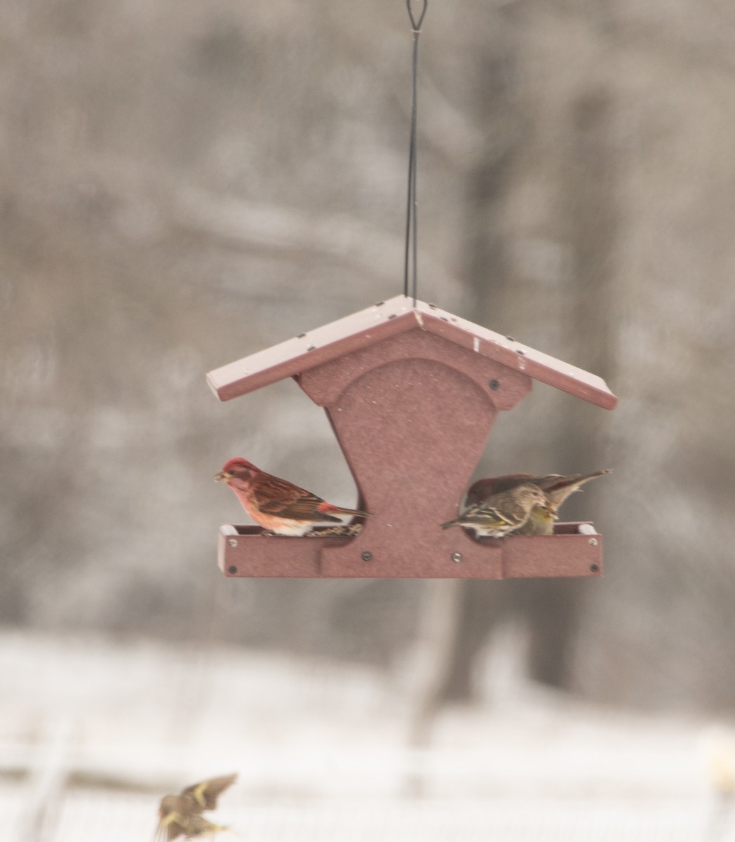 Purple Finch - ML309128421