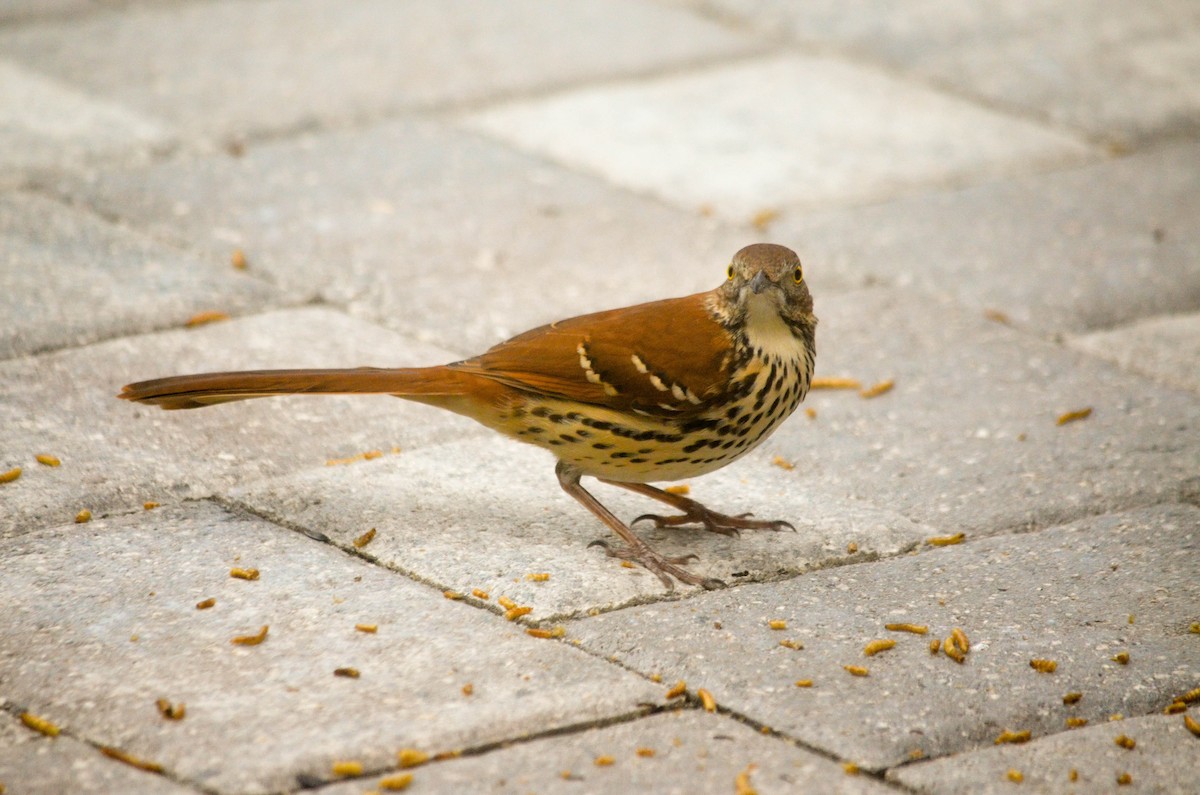 Brown Thrasher - David Guerra