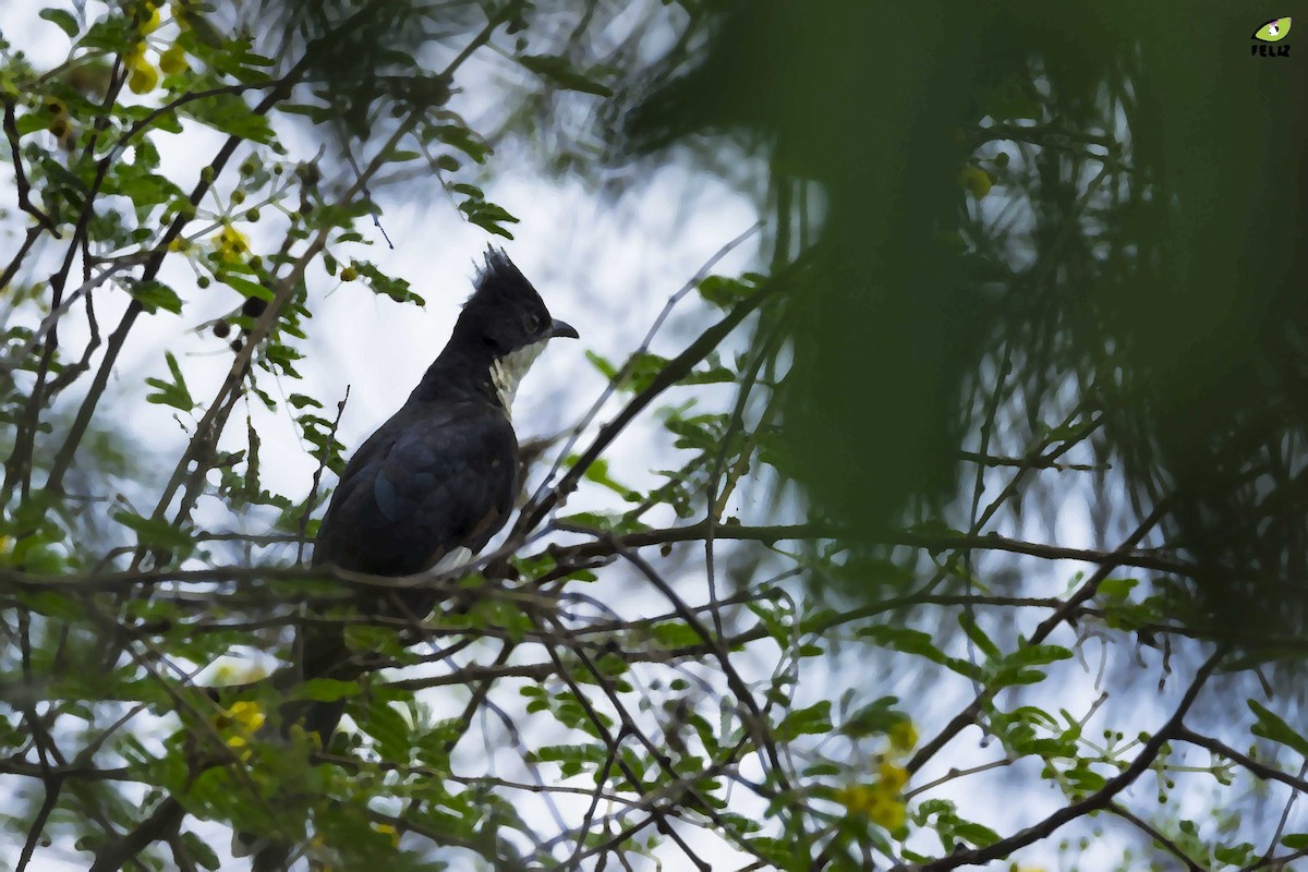 Pied Cuckoo - ML30912881