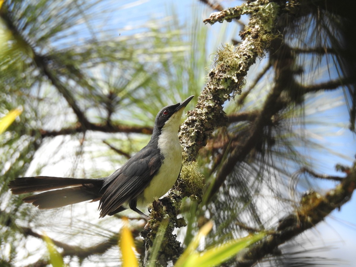 Blue-and-white Mockingbird - ML30912891