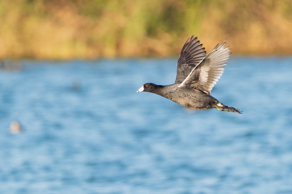 American Coot - ML309129161