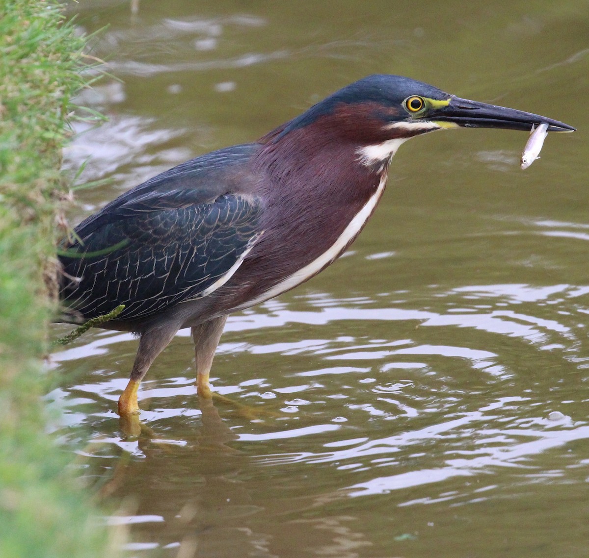 Green Heron - Elizabeth Curley