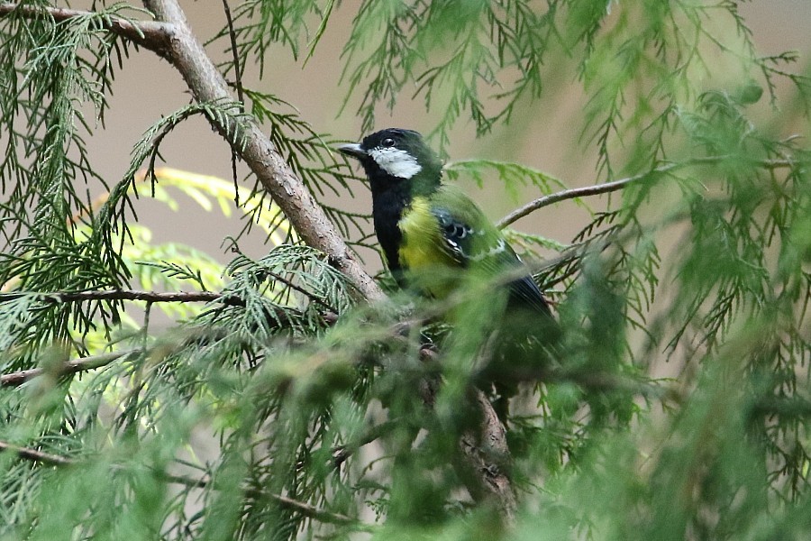 Green-backed Tit - ML309130891