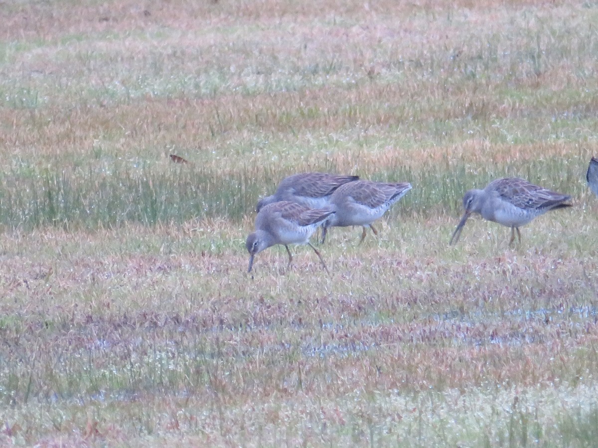 Long-billed Dowitcher - ML309132611