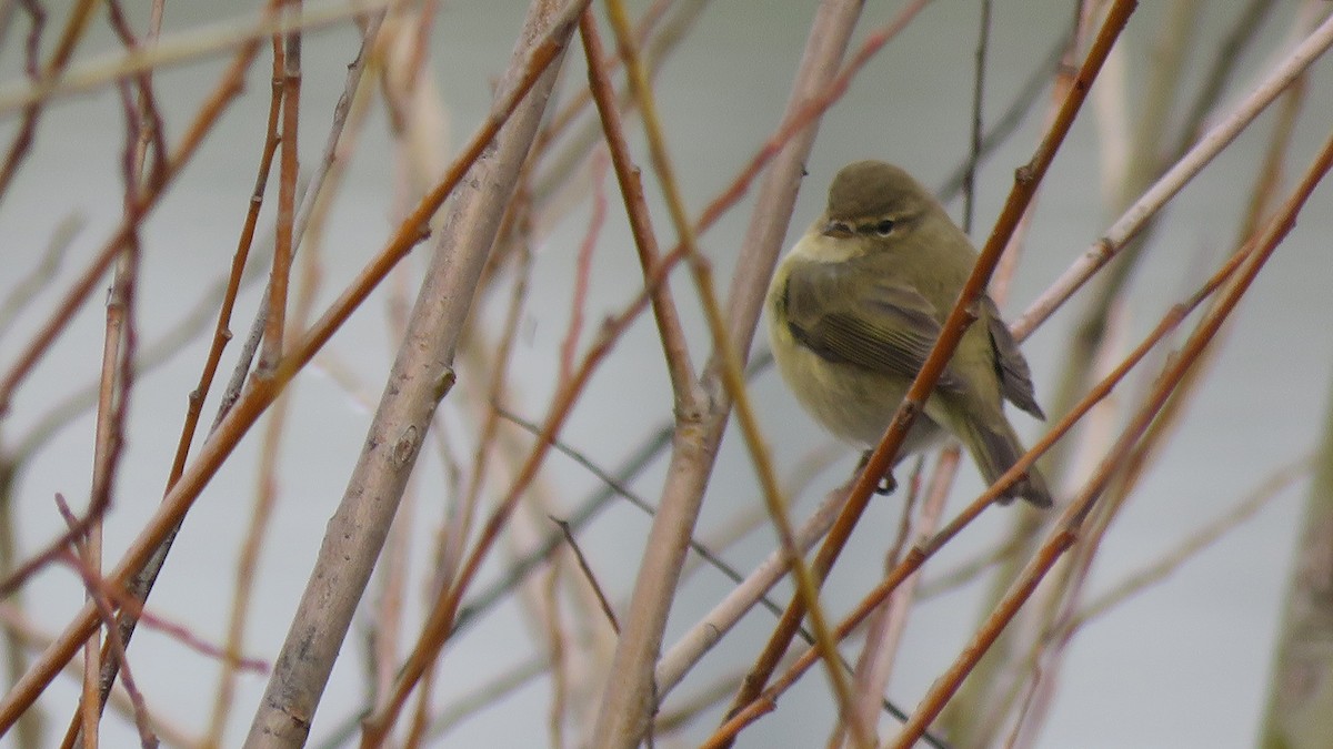 Common Chiffchaff (Common) - ML309133251