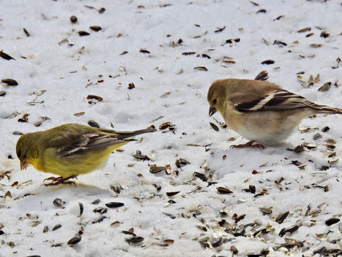 Lesser Goldfinch - ML309134451