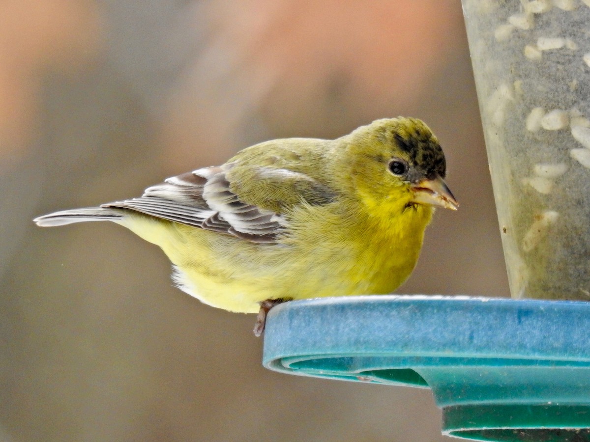 Lesser Goldfinch - ML309134461