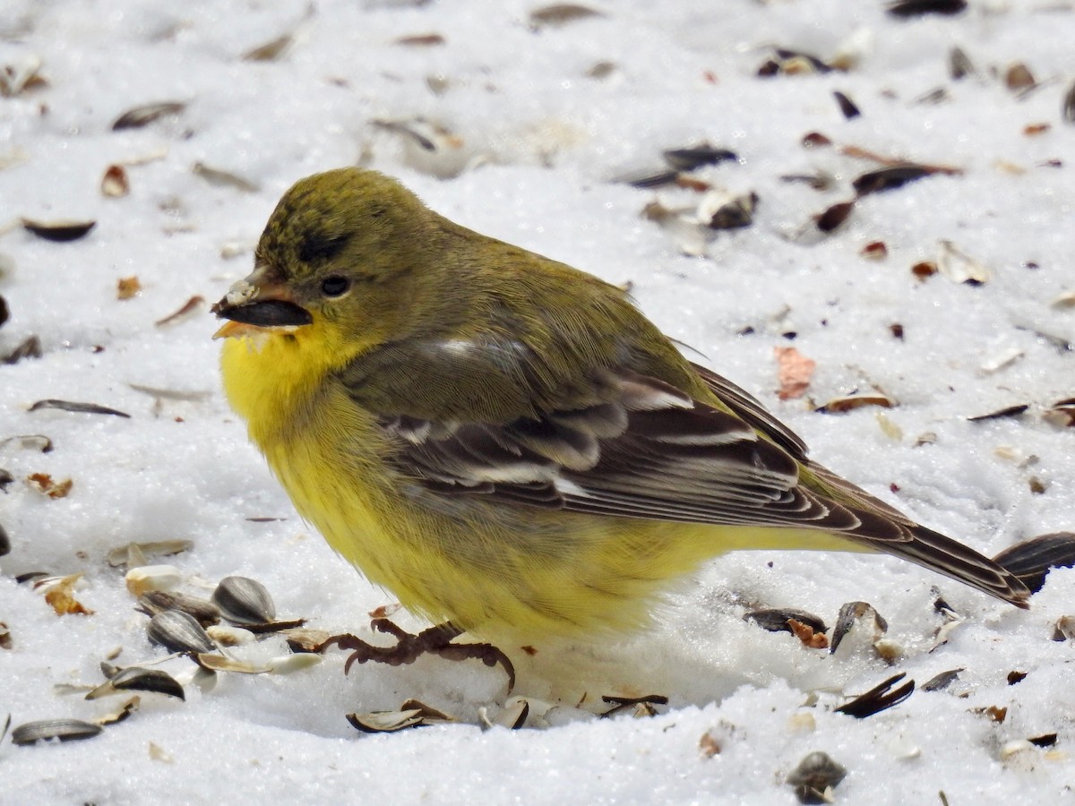 Lesser Goldfinch - ML309134591