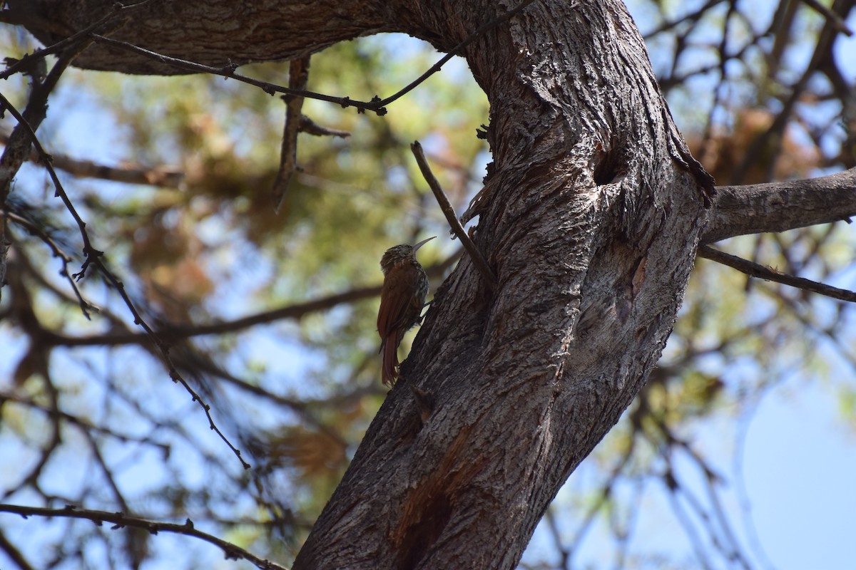 Streak-headed Woodcreeper - ML309135821