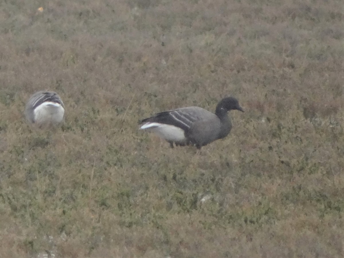 berneška tmavá (ssp. bernicla) - ML309137281