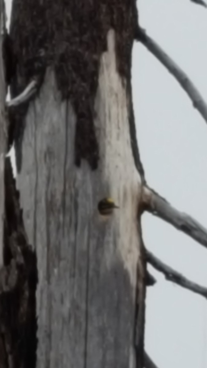 American Three-toed Woodpecker - ML30913871