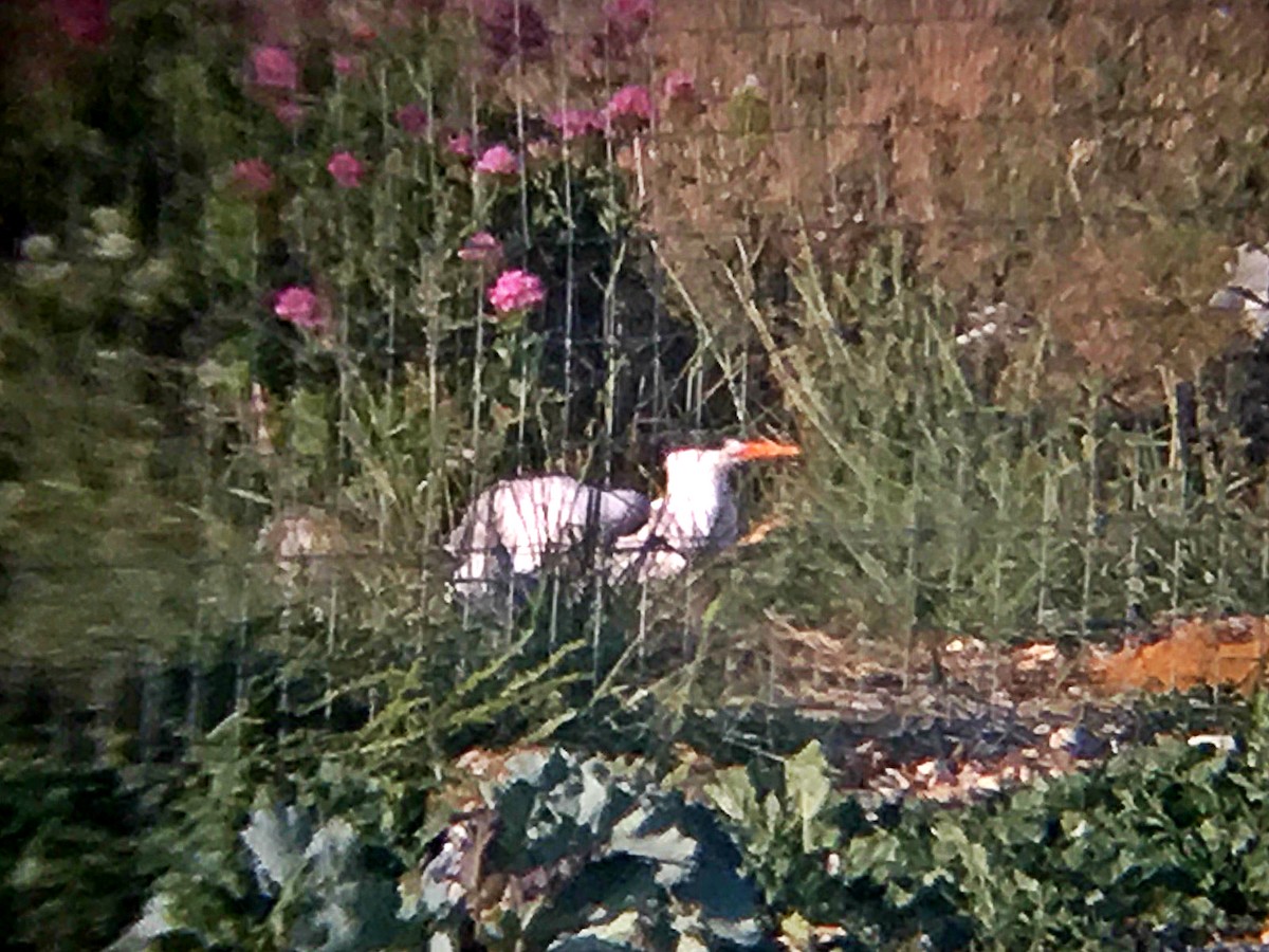 Royal Tern - ML309138831