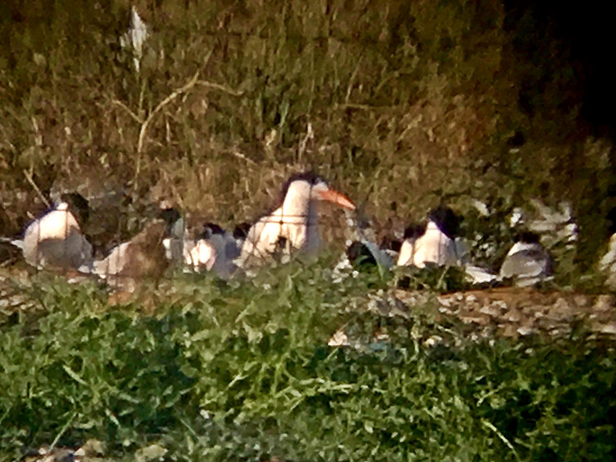 Royal Tern - ML309138851