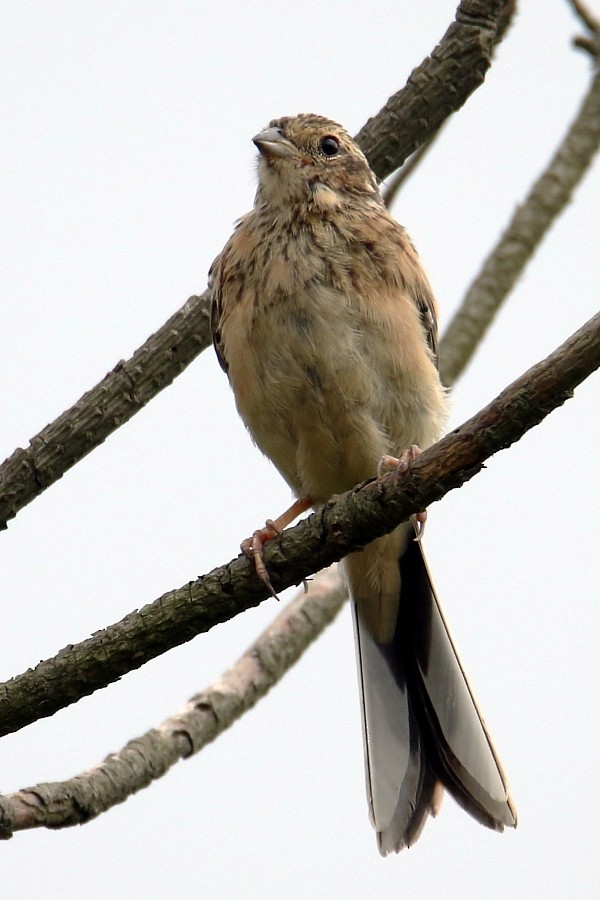 Meadow Bunting - ML309138881