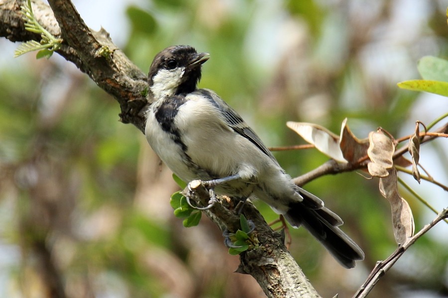 Japanese Tit - Pavel Parkhaev