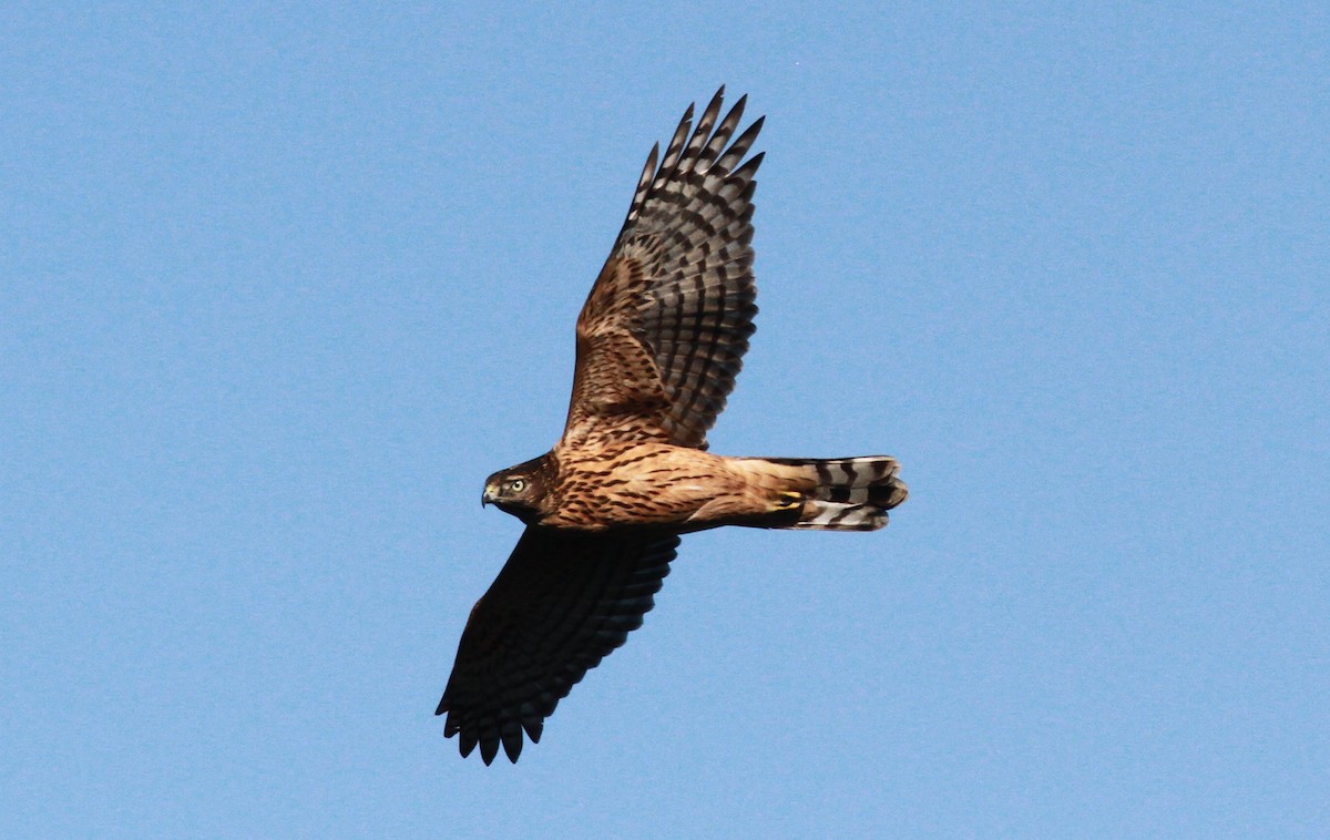 Eurasian Goshawk - ML309139631