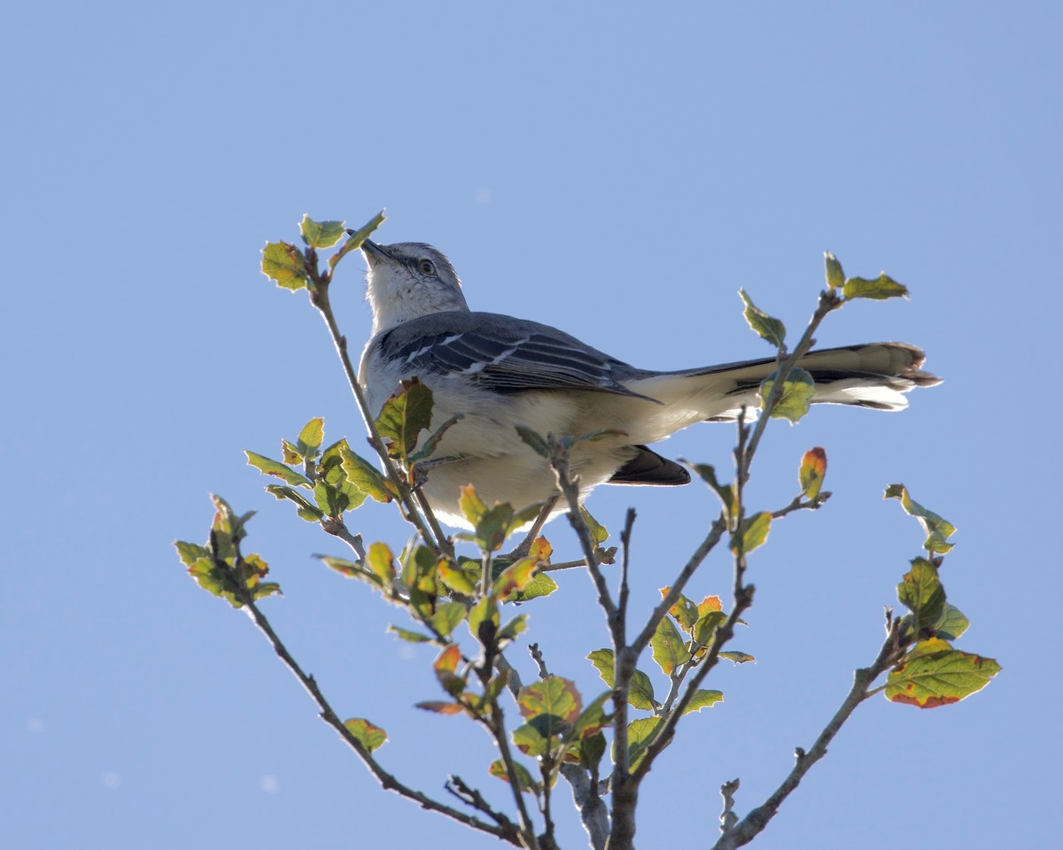 Northern Mockingbird - ML309139701