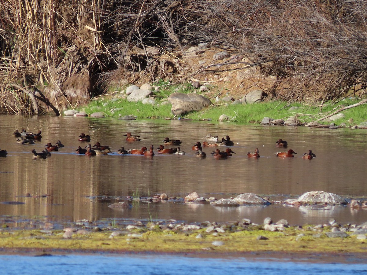 Cinnamon Teal - ML309140481