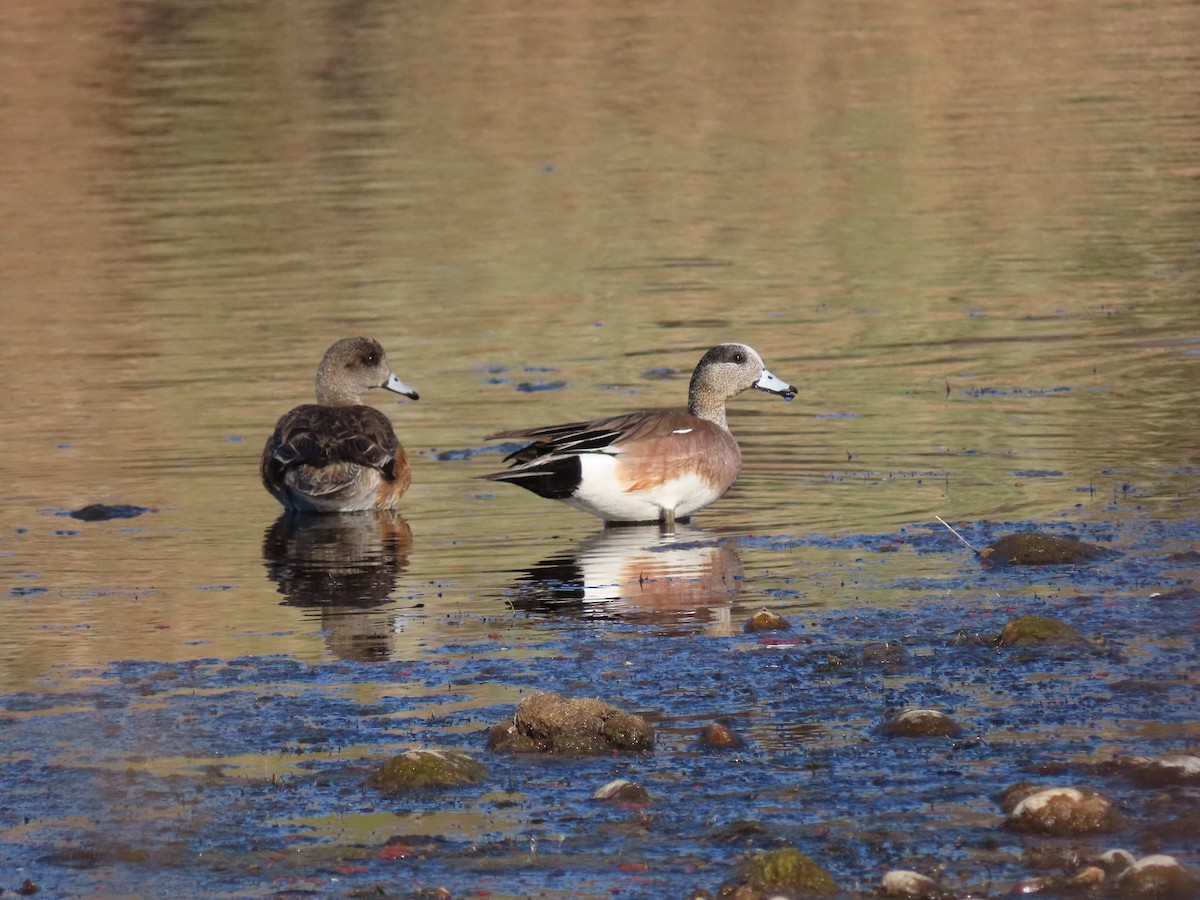 American Wigeon - ML309140531