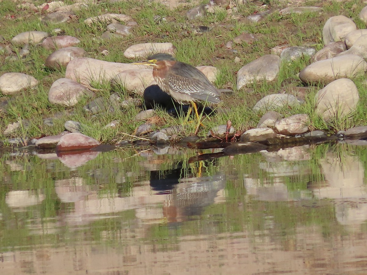 Green Heron - Anne (Webster) Leight
