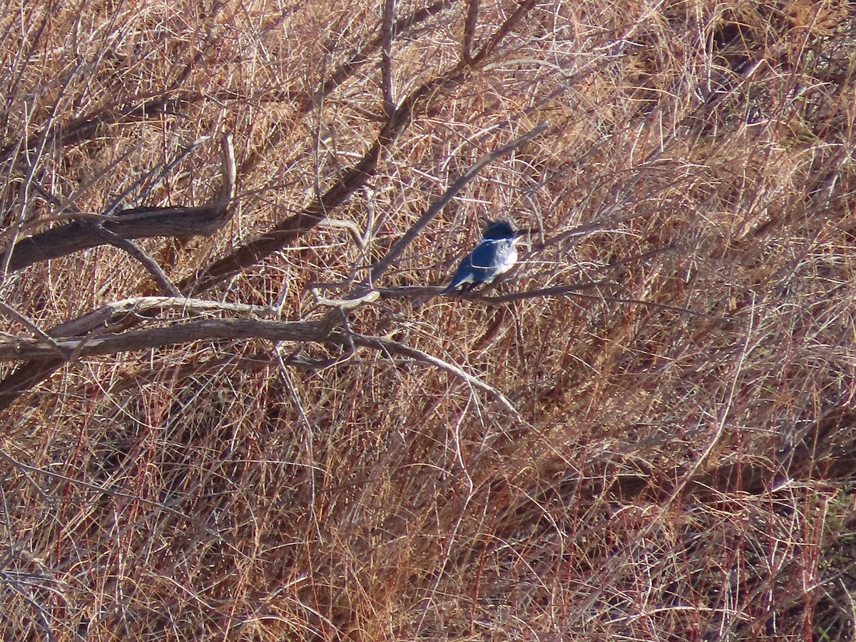 Belted Kingfisher - ML309141401