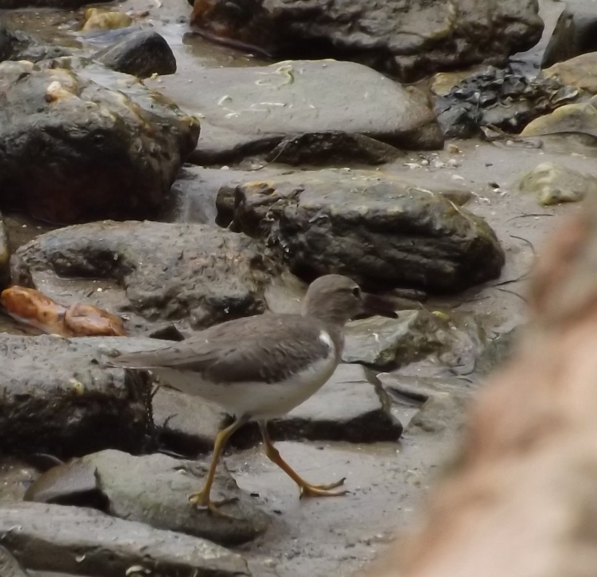 Spotted Sandpiper - ML309142311