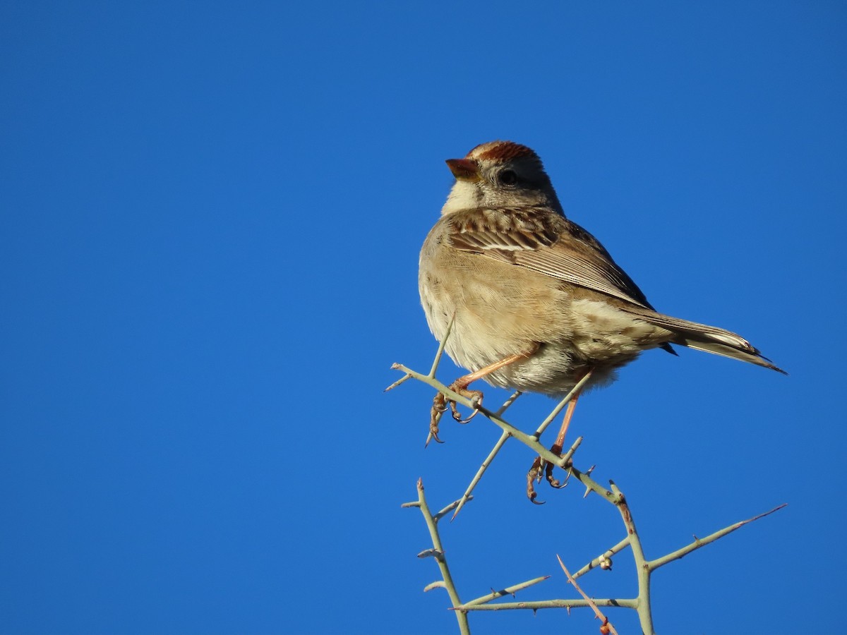 White-crowned Sparrow - ML309142451